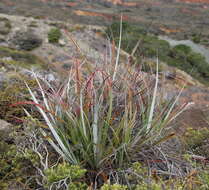 Astelia banksii A. Cunn.的圖片