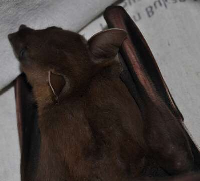 Image of Indonesian Short-nosed Fruit Bat