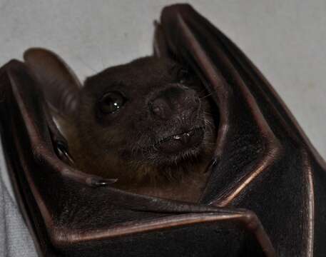 Image of Indonesian Short-nosed Fruit Bat