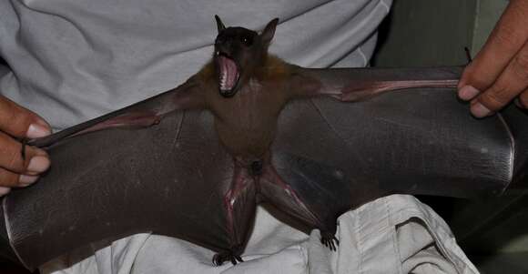 Image of Indonesian Short-nosed Fruit Bat