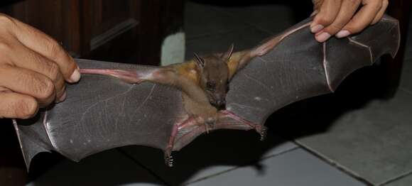 Image of Indonesian Short-nosed Fruit Bat