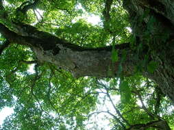 Imagem de Acer pseudoplatanus L.