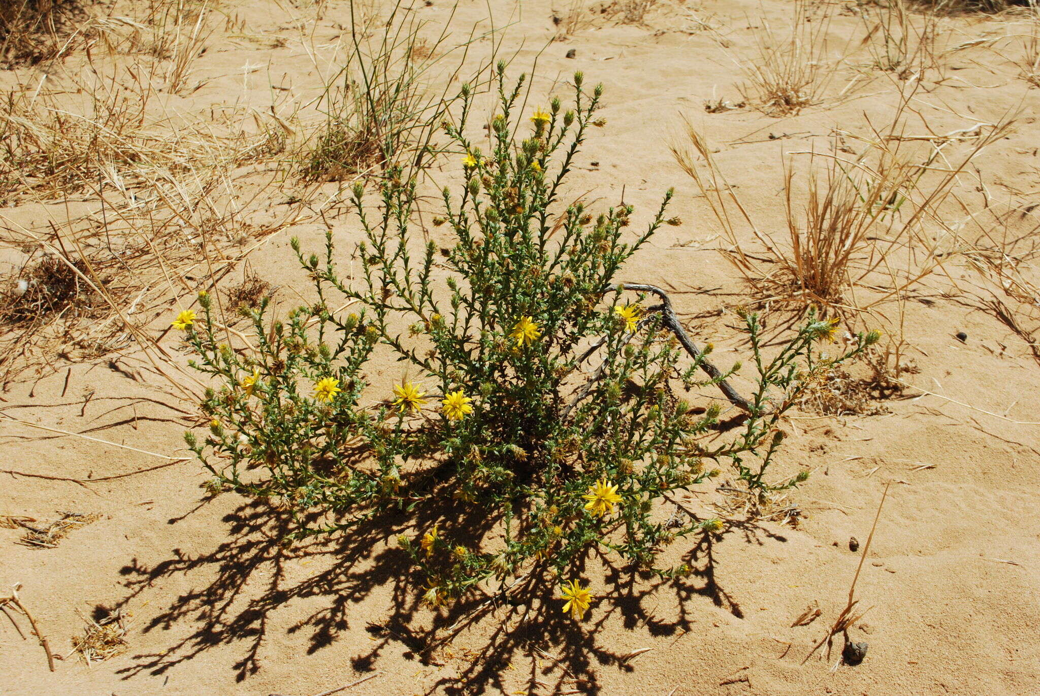 Image of Cullumia floccosa E. Mey. ex DC.