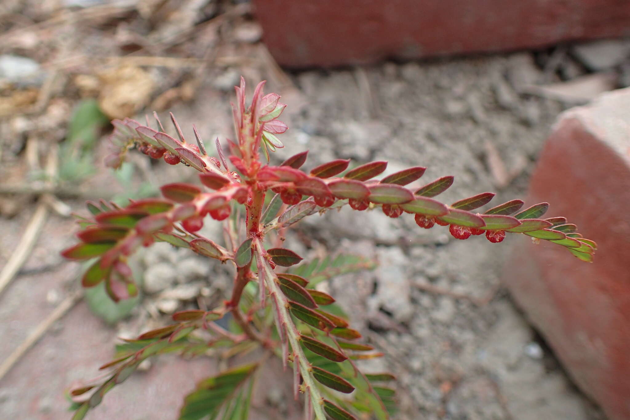 Image of Phyllanthus urinaria subsp. urinaria