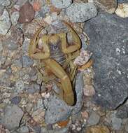 Image of Arizona Hairy Scorpion