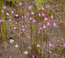 صورة Utricularia uniflora R. Br.