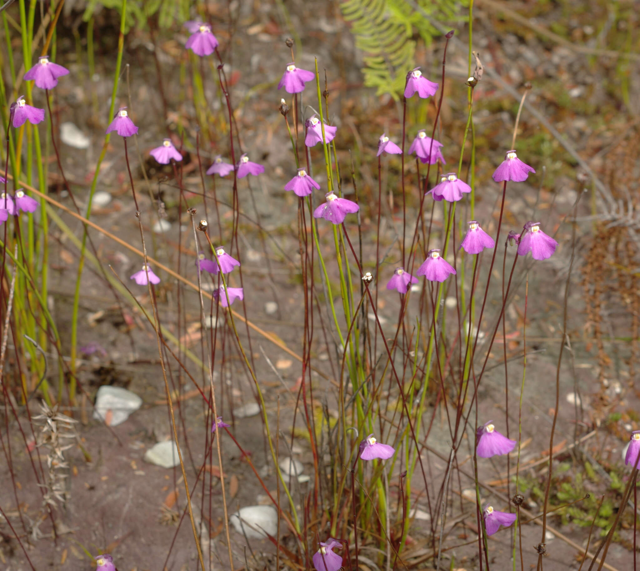 صورة Utricularia uniflora R. Br.