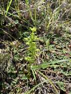 Image of Platanthera pachyglossa Hayata