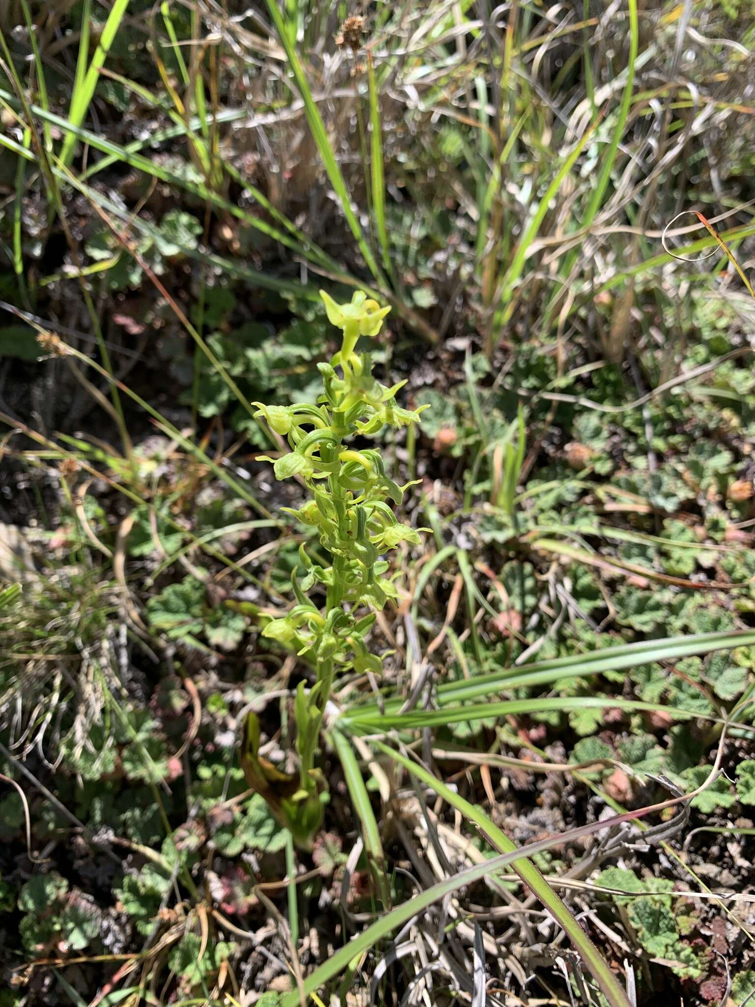 Image of Platanthera pachyglossa Hayata