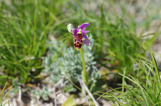 Image of Woodcock bee-orchid