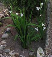 Plancia ëd Gladiolus murielae Kelway