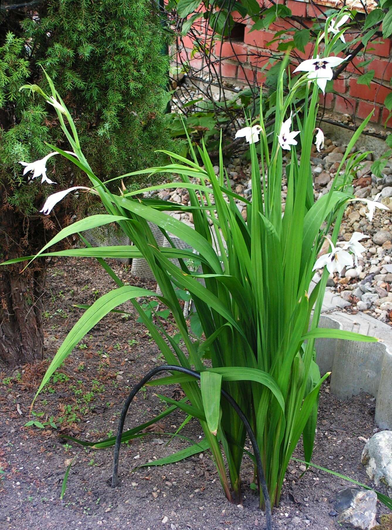 Plancia ëd Gladiolus murielae Kelway