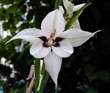 Plancia ëd Gladiolus murielae Kelway