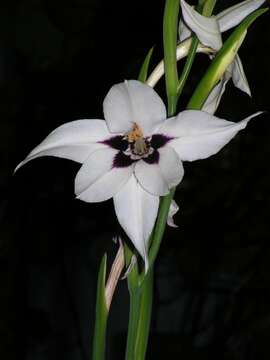 Plancia ëd Gladiolus murielae Kelway