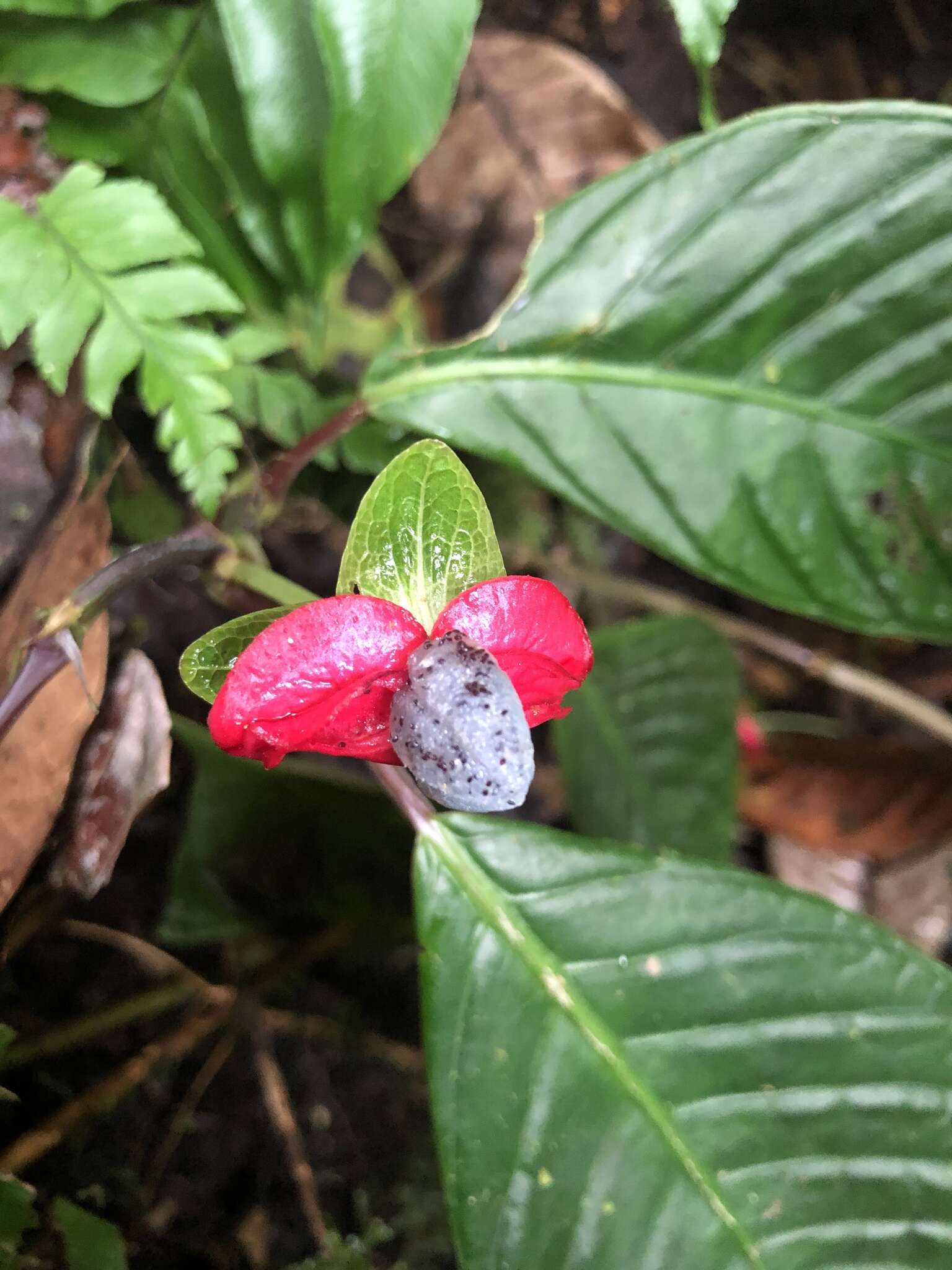 Image of Drymonia brochidodroma Wiehler