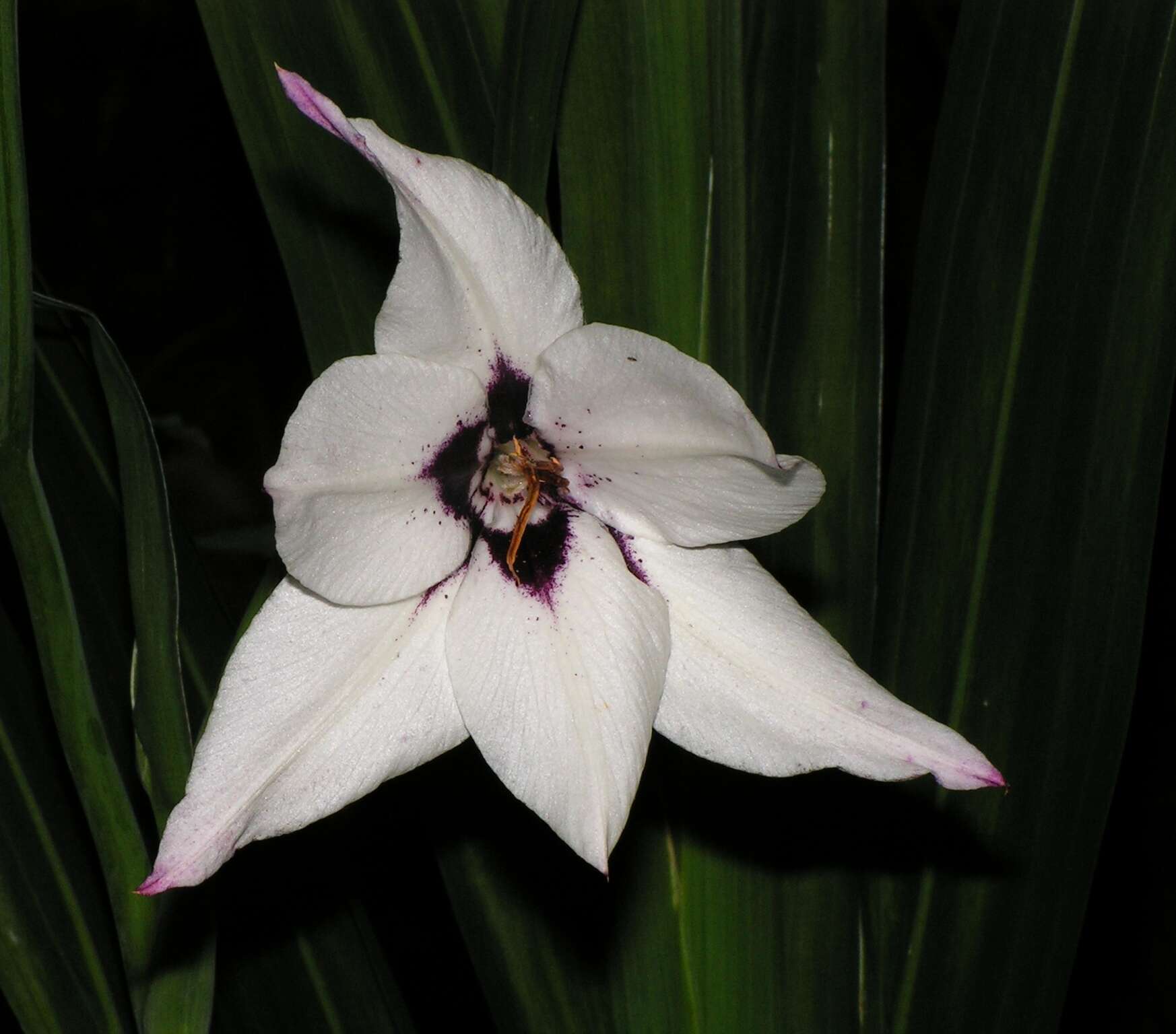 Plancia ëd Gladiolus murielae Kelway