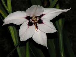 Plancia ëd Gladiolus murielae Kelway