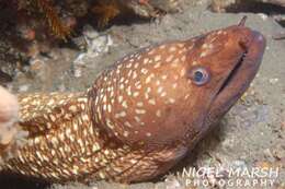 Image of Australian mottled moray