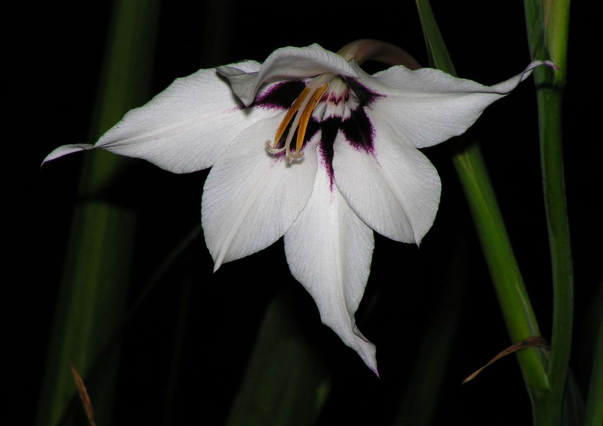 Plancia ëd Gladiolus murielae Kelway