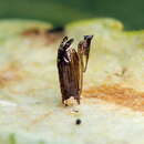 Image of Phyllonorycter populifoliella (Treitschke 1833)