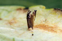 صورة Phyllonorycter populifoliella (Treitschke 1833)