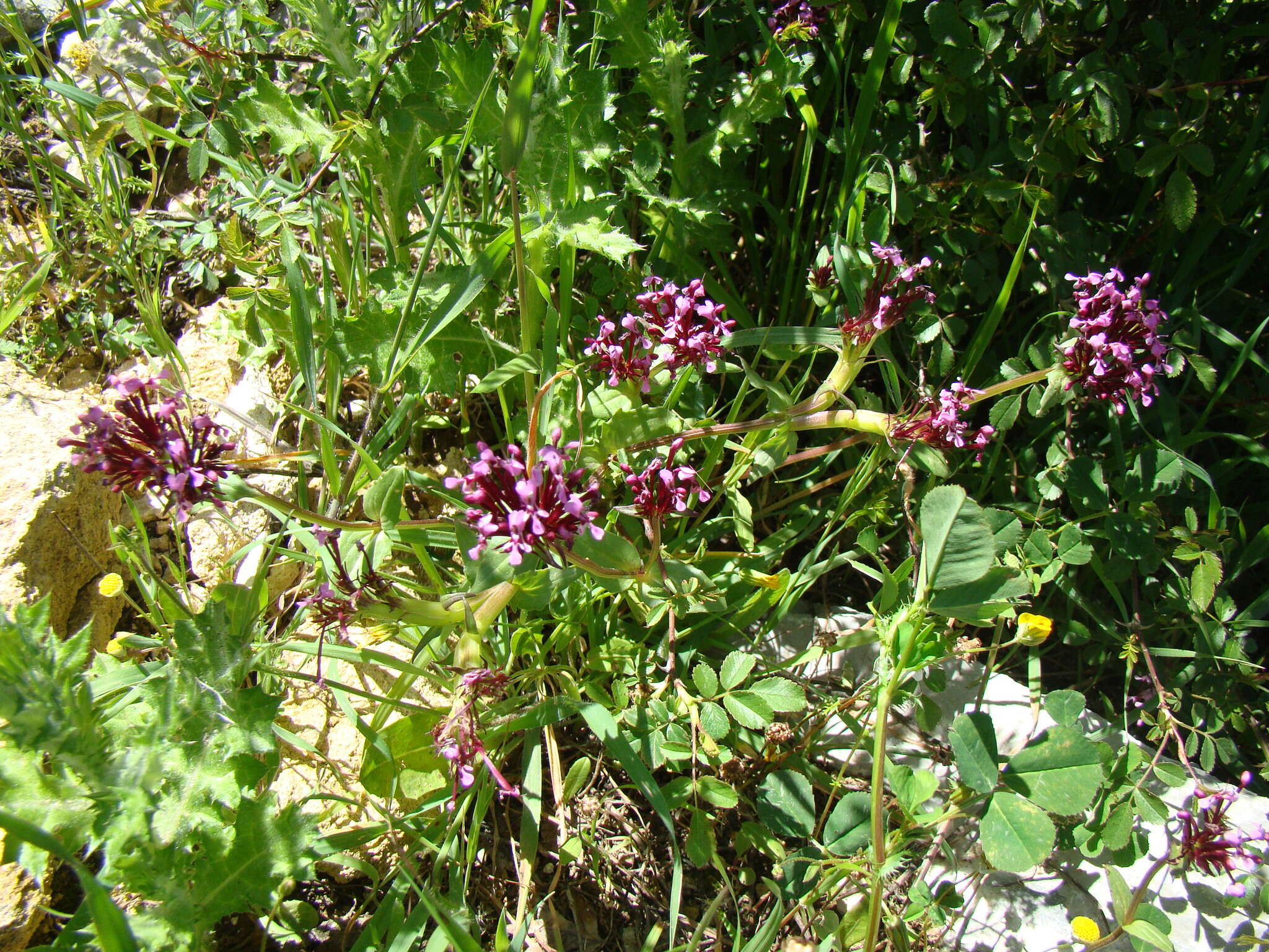 Image of Fedia cornucopiae (L.) Gaertner