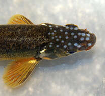 Image of Adour minnow