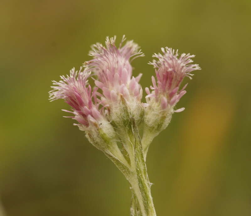 Image of stoloniferous pussytoes