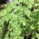 Adiantum concinnum Humb. & Bonpl. ex Willd. resmi