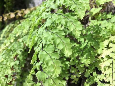 Image of polished maidenhair