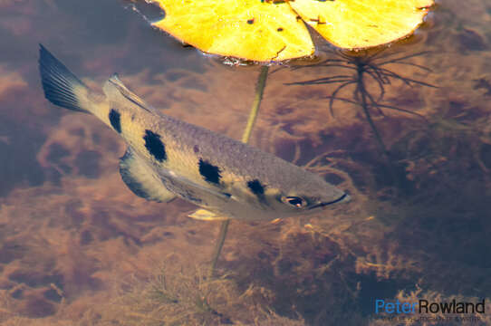 Image of Sevenspot archerfish