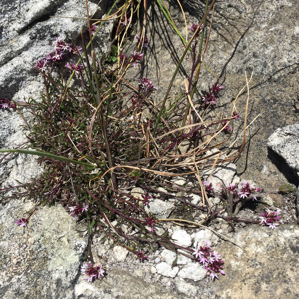 Image de Lobelia jasionoides (A. DC.) E. Wimm.