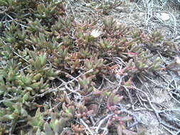 Image of Delosperma hollandii L. Bol.