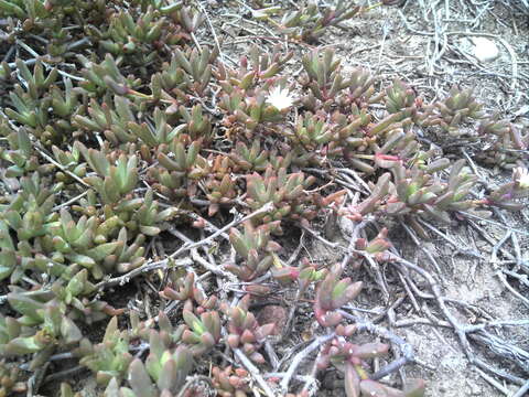 Image of Delosperma hollandii L. Bol.