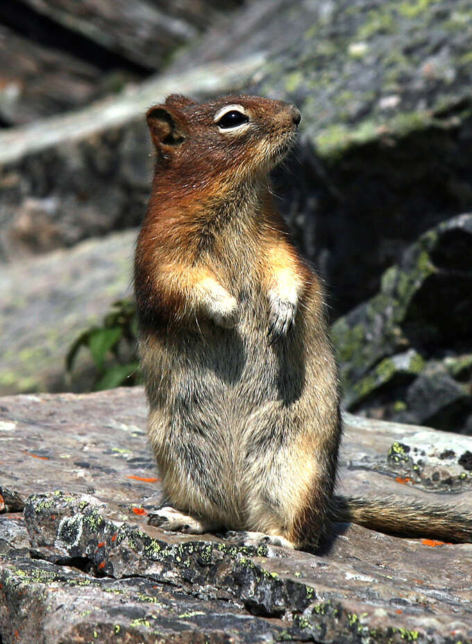 Callospermophilus Merriam 1897 resmi