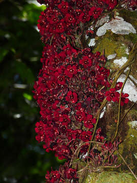 Image de Theobroma velutinum Benoist