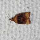 Image of Black-shaded Platynota Moth