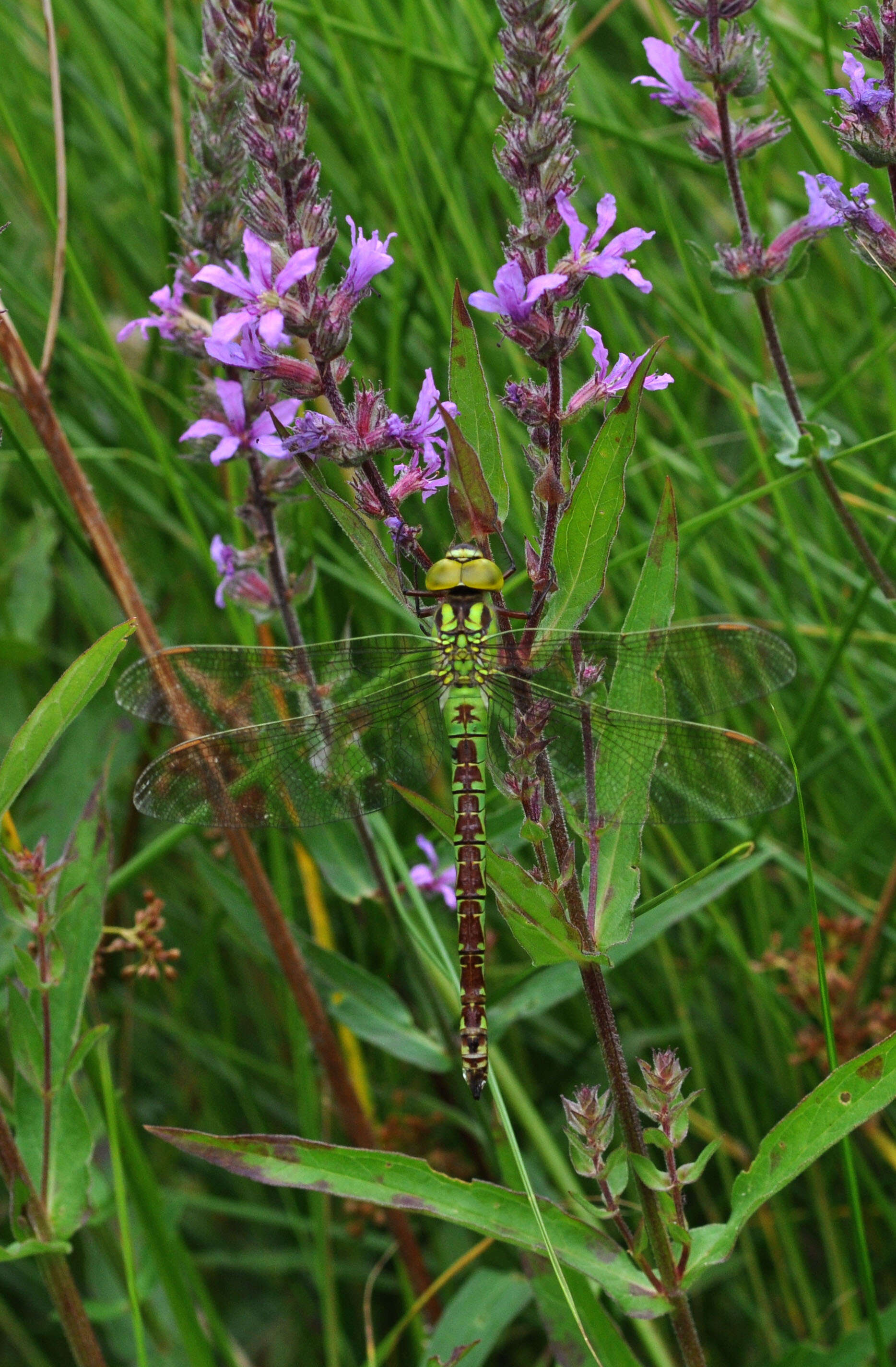 Image of Green Hawker