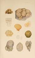 Image of Polyclinum aurantium Milne Edwards 1841