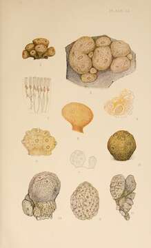 Image of Polyclinum aurantium Milne Edwards 1841