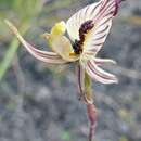 Caladenia cairnsiana F. Muell. resmi