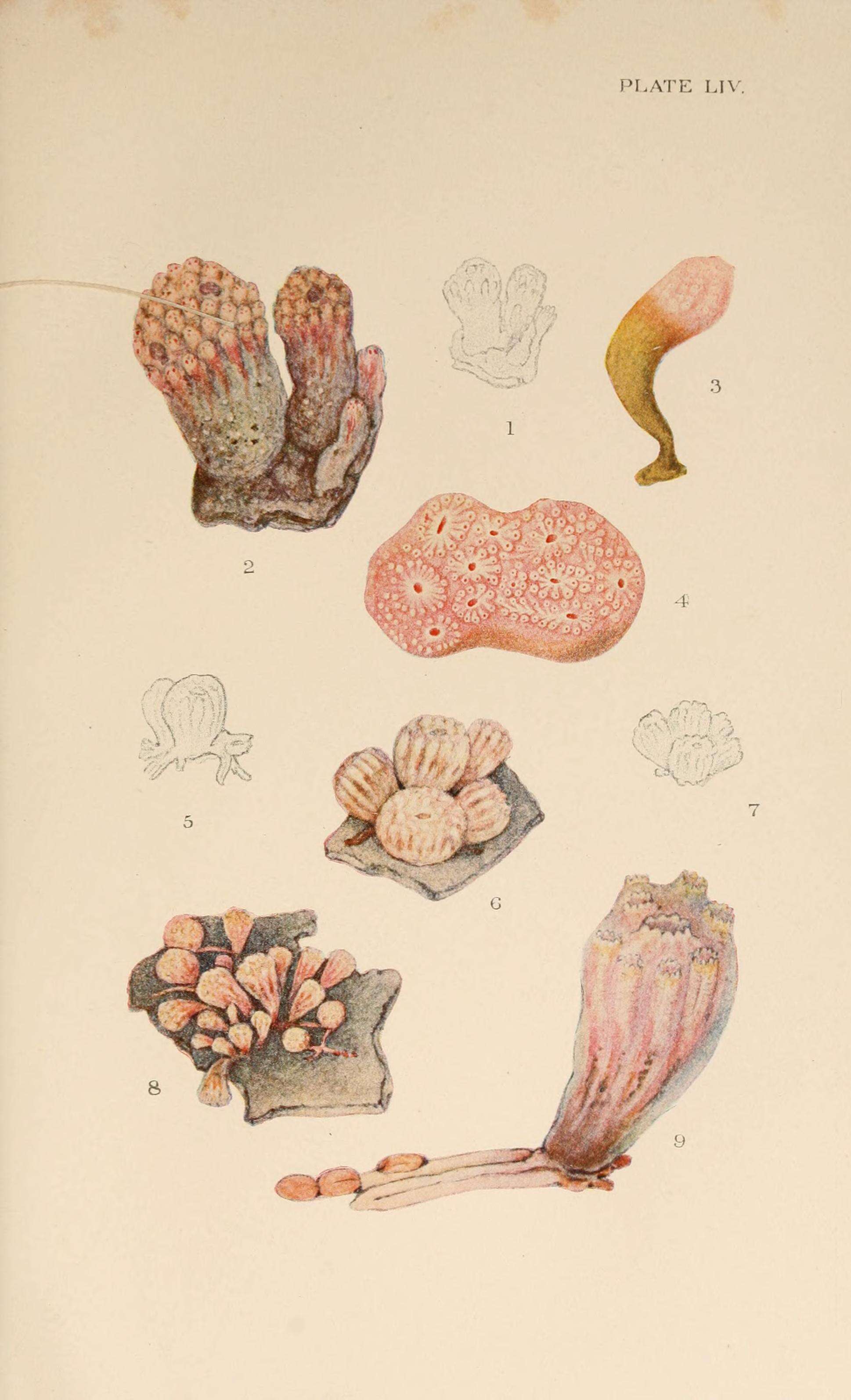 Image of Morchellium Giard 1872