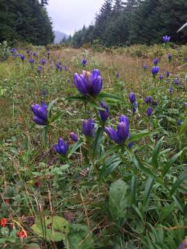 صورة Gentiana clausa Raf.