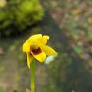 Image of Maxillaria variabilis Bateman ex Lindl.