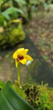 Image of Maxillaria variabilis Bateman ex Lindl.