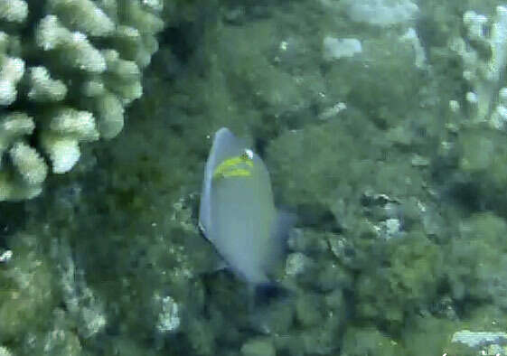 Image of Boomerang triggerfish