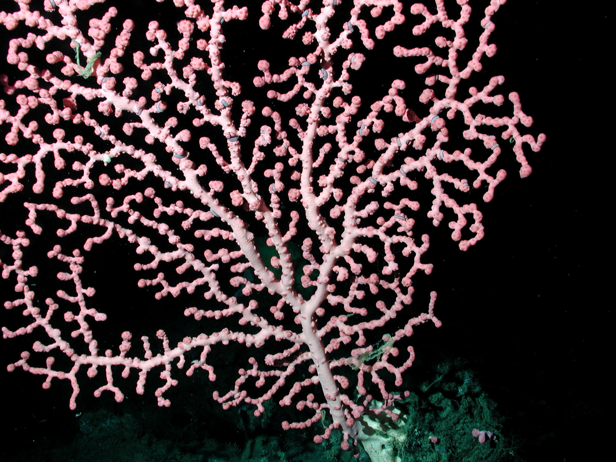 Image of Bubblegum coral