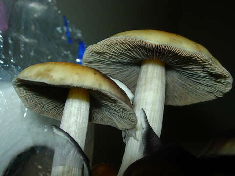 Image of Psilocybe cubensis (Earle) Singer 1948