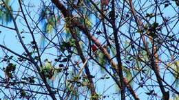 Image of Red Warbler