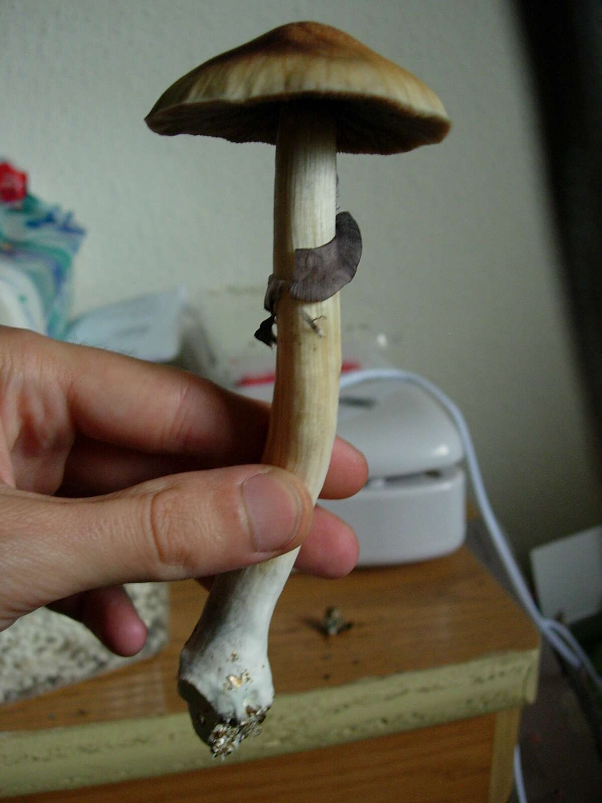 Image of Psilocybe cubensis (Earle) Singer 1948